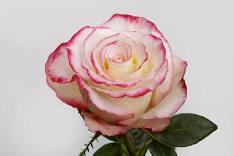 Bicolor Sweetness — fresh cut flower variety