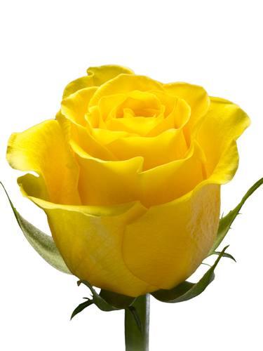 Brighton Yellow — fresh cut flower variety