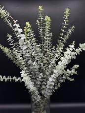 Eucalyptus — fresh cut flower variety