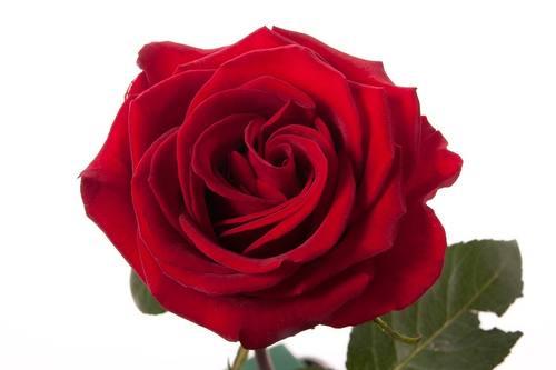 Explorer Red — fresh cut flower variety