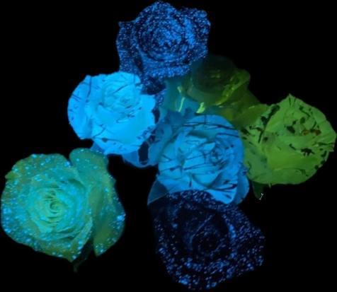 Glow in the Dark — fresh cut flower variety