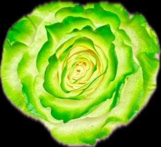 Green Tinted — fresh cut flower variety