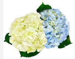 Hydrangea — fresh cut flower variety