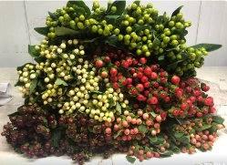 Hypericum — fresh cut flower variety