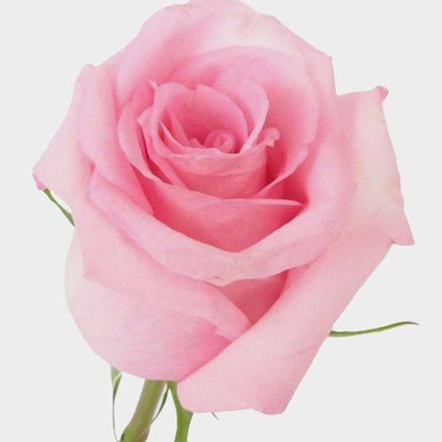 Jessica Pink — fresh cut flower variety