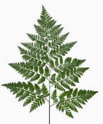 Leather Leaf — fresh cut flower variety