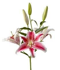 Lily Oriental — fresh cut flower variety