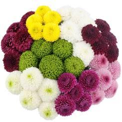 Mum Cremon Ball — fresh cut flower variety
