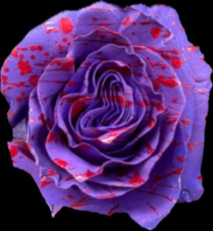 Purple Witch — fresh cut flower variety